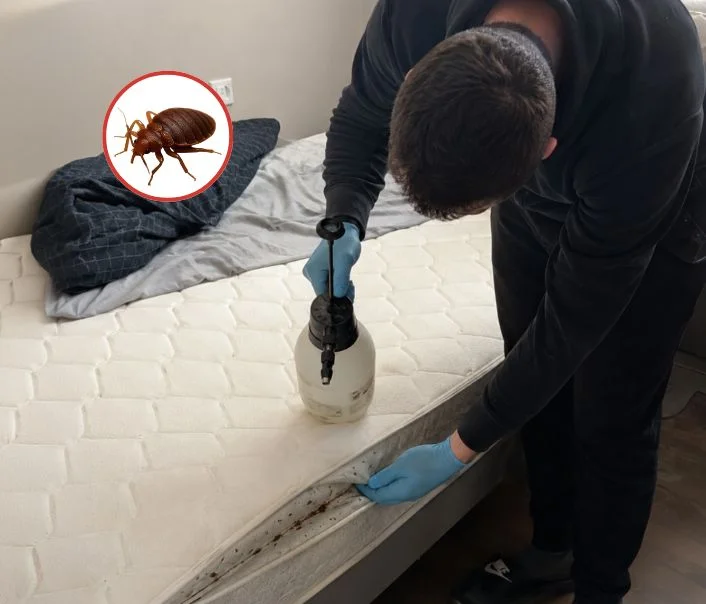Technicien traitant un matelas contre les punaises de lit à Chauffry